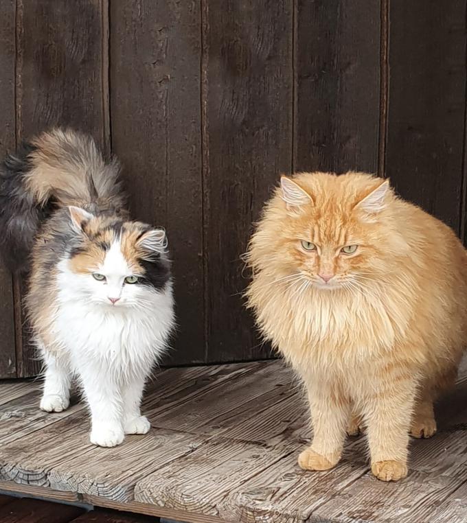 zwei Katzen zwei Katzen