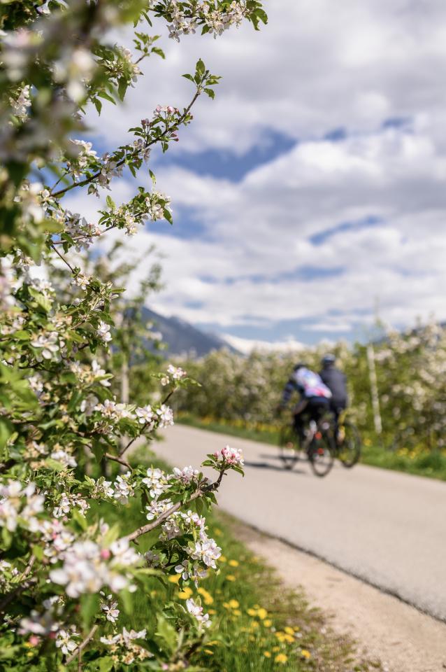 Radtour durch die blühenden Apfelwiesen Radtour durch die blühenden Apfelwiesen