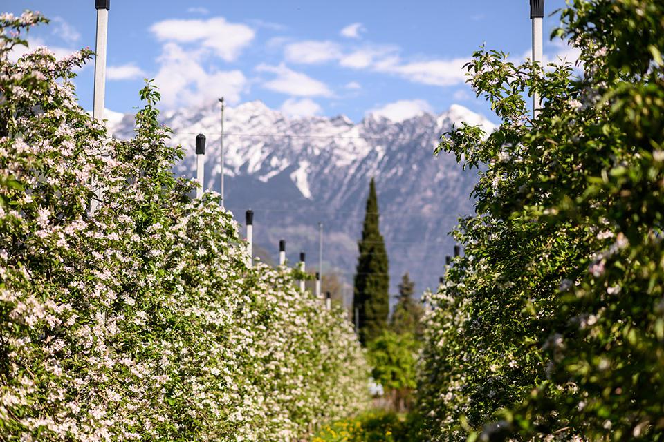 Apfelblüte im Frühling