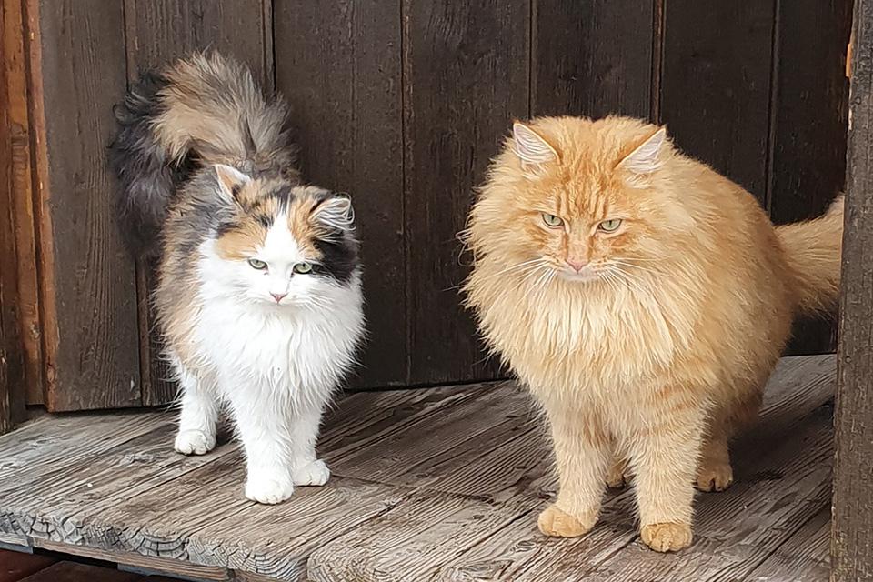 Unsere Katzen
