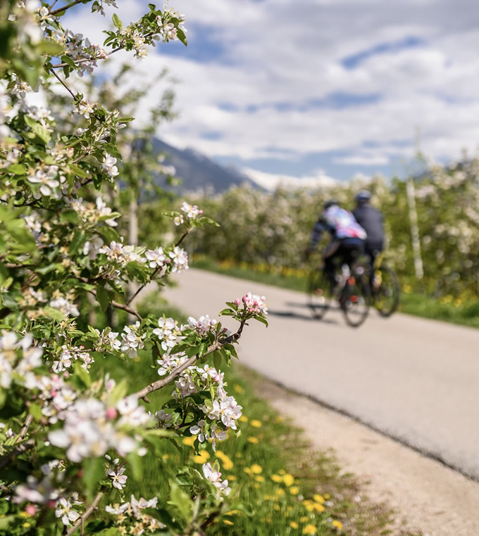 Radfahren durch die blühenden Apfelwiesen Radfahren durch die blühenden Apfelwiesen