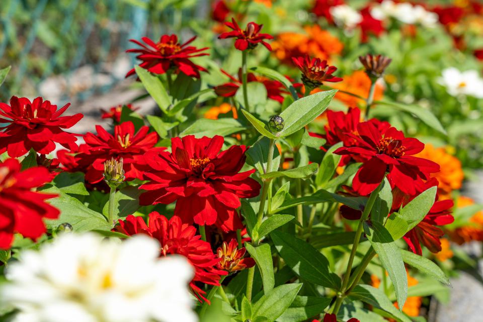 Rote Zinnien