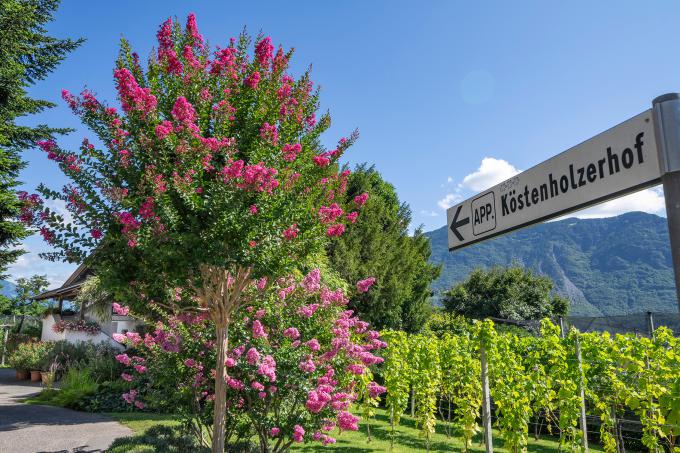 Rosenbusch mit Schild zum Köstenholzerhof Rosenbusch mit Schild zum Köstenholzerhof
