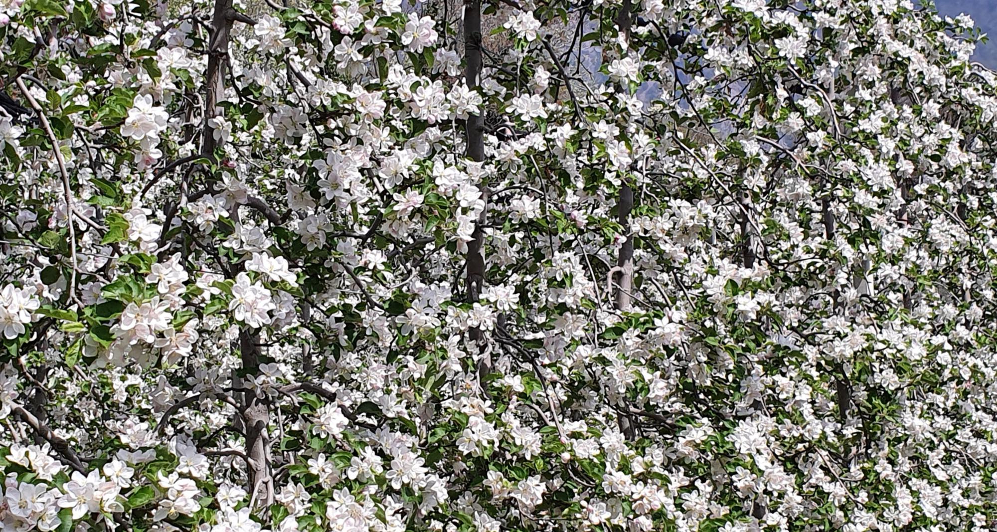 Apfelblüte im Frühling
