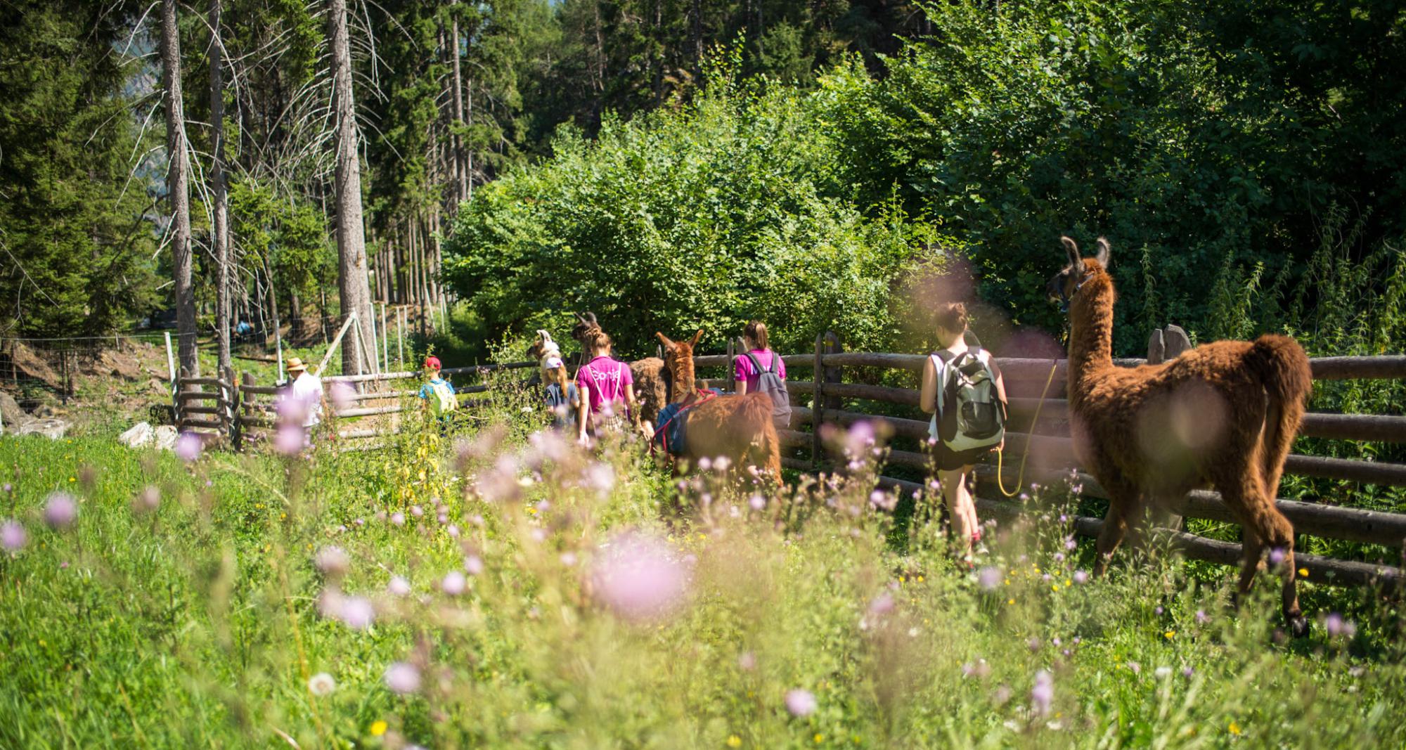 Lama-Trekking - Kindersommer in Lana