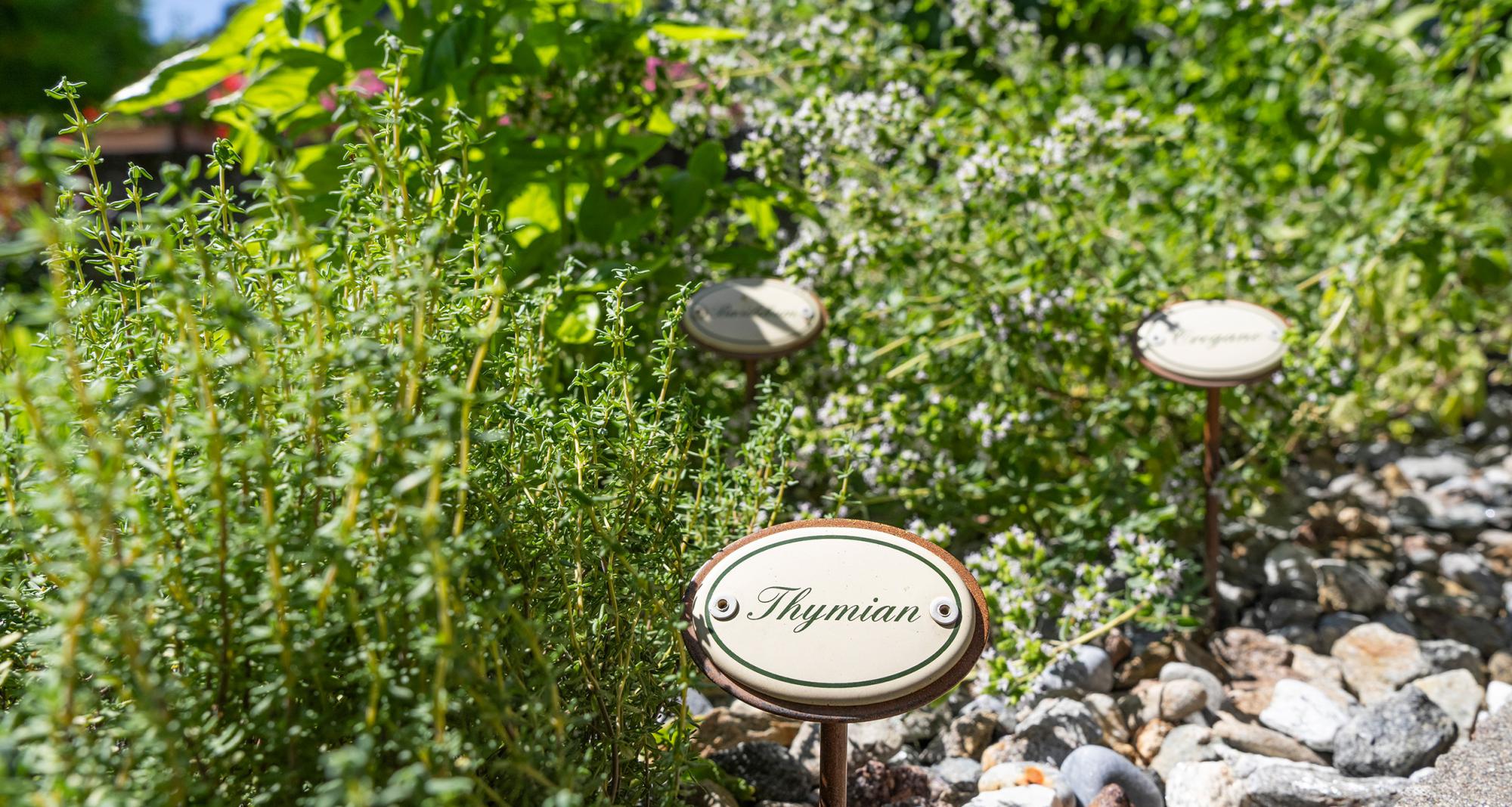 Kräutergarten mit Thymian